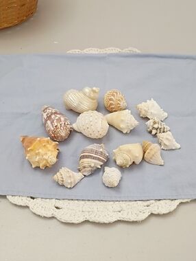 Natural Assorted Decorative Seashells in White, Cream & Tan